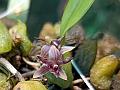 Narrow-Petal Bulb-Leaf Orchid